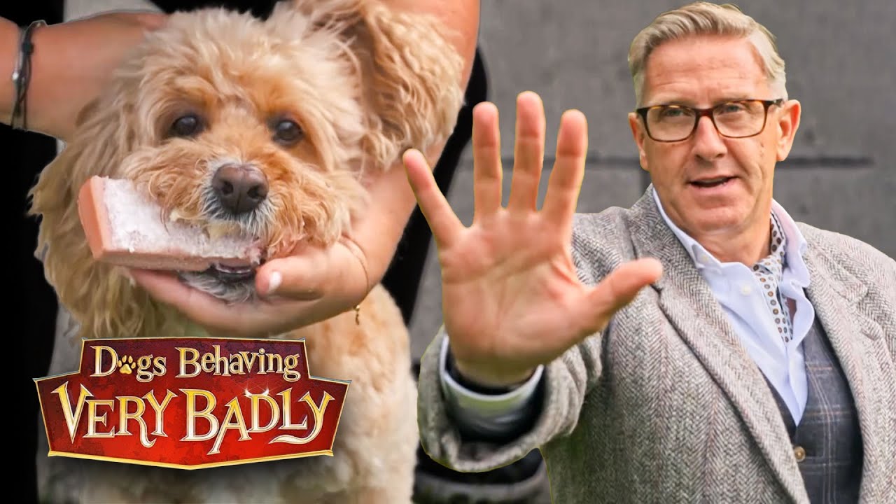 Our Dog is Addicted to Stealing Food and We Can’t Stop Him! | Dogs Behaving Very Badly