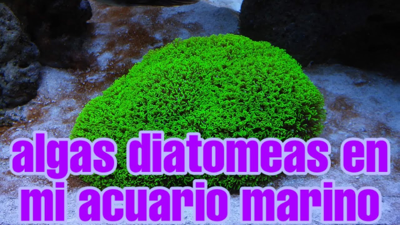 el alga díatomea