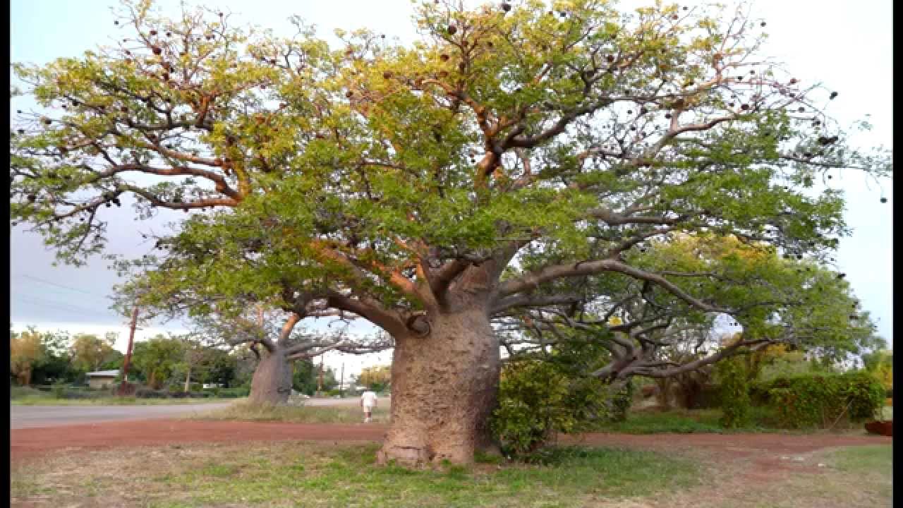 Boab (Baobab) Indulgence - Kimberley Australia