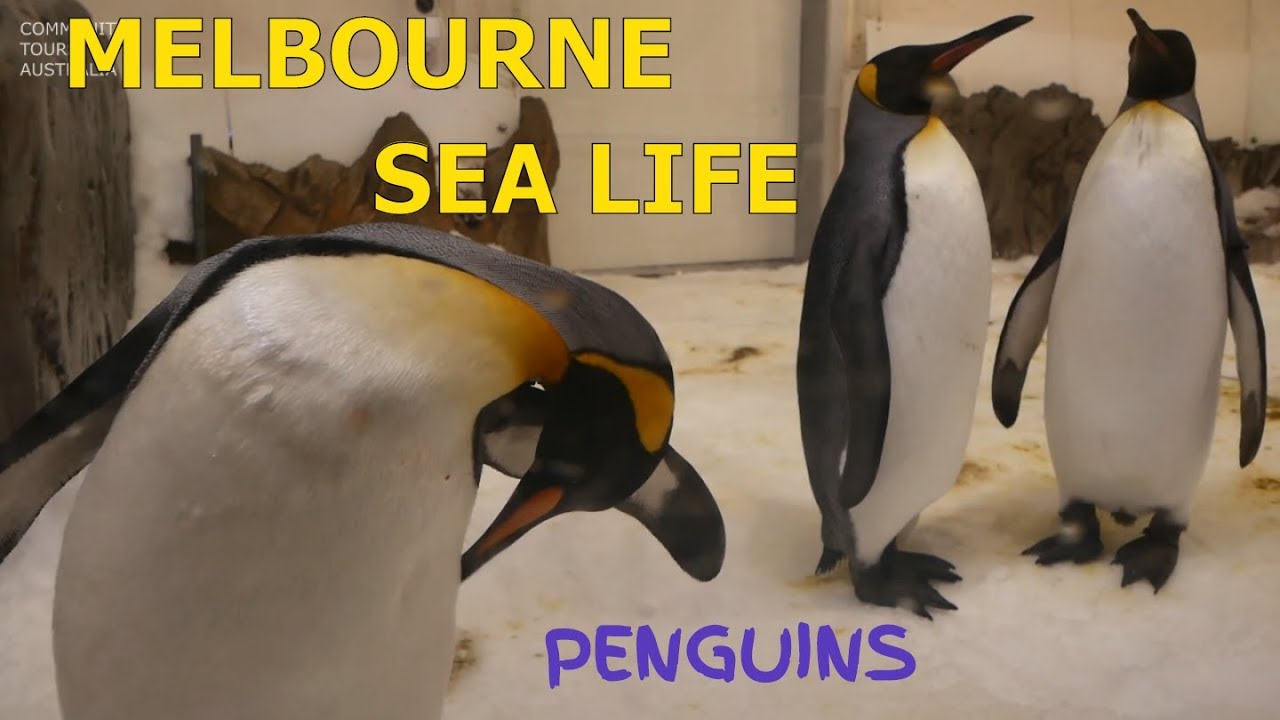 Melbourne City Aquarium King Penguins Sea Life Australia