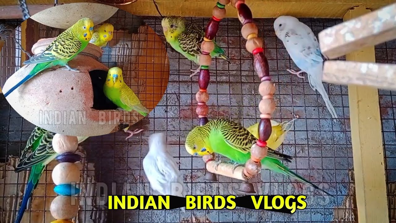 Baby Budgie Hatching Parrot Birds l Amazing Australian Birds l Indian birds vlogs