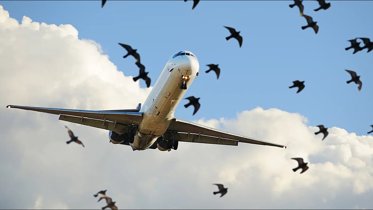 Weekly Dose of African Aviation | Airpeace | Camairco |Azman Air | Ethopia | Sky bird Airline