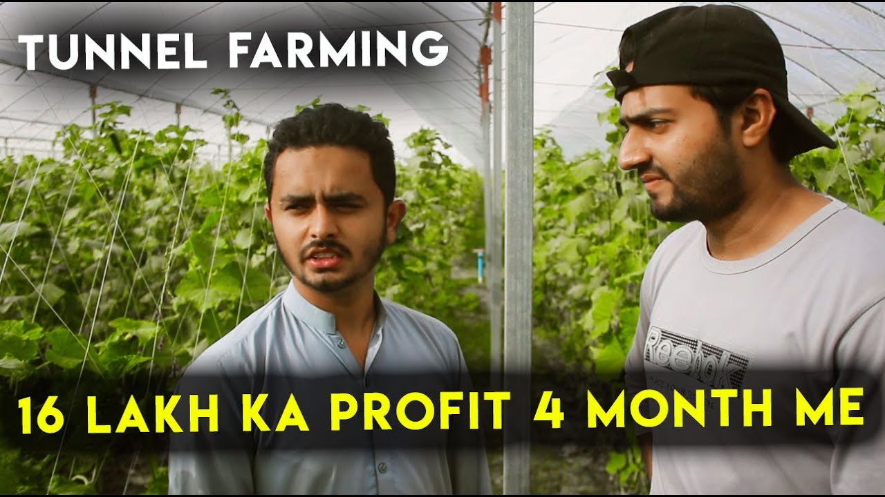 How to Earn From Tunnel Farming | Agriculture in Pakistan | abdul bari vlogs