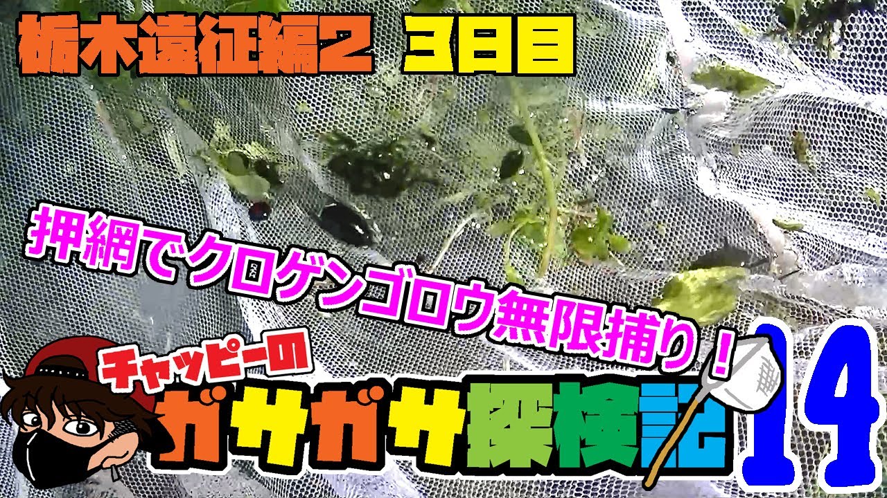 【チャッピーのガサガサ探検記】#14 クロゲンゴロウだらけの清水路