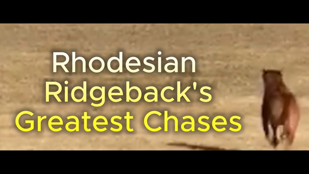 Rhodesian Ridgeback Greatest Chases #rhodesianridgeback #doglife