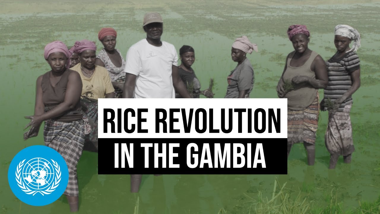 Rice Revolution: Climate-Resilient Rice Empowers Rural Gambia | United Nations