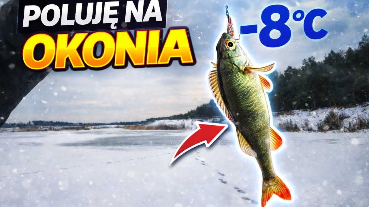 Polowanie Na Okonia! 06.01.2026 Bierze jak jest zachmurzenie czy słońce??