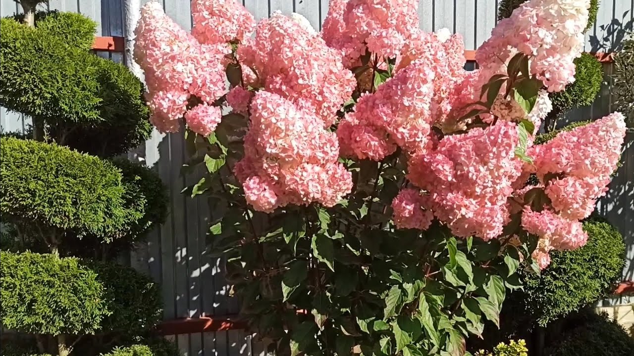Все секреты как добиться такой   красоты 🤗🌼🌼🌼 