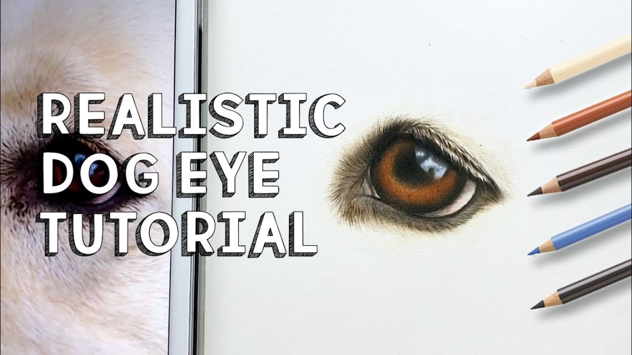 How to draw a realistic dog eye in coloured pencil | Step by step tutorial