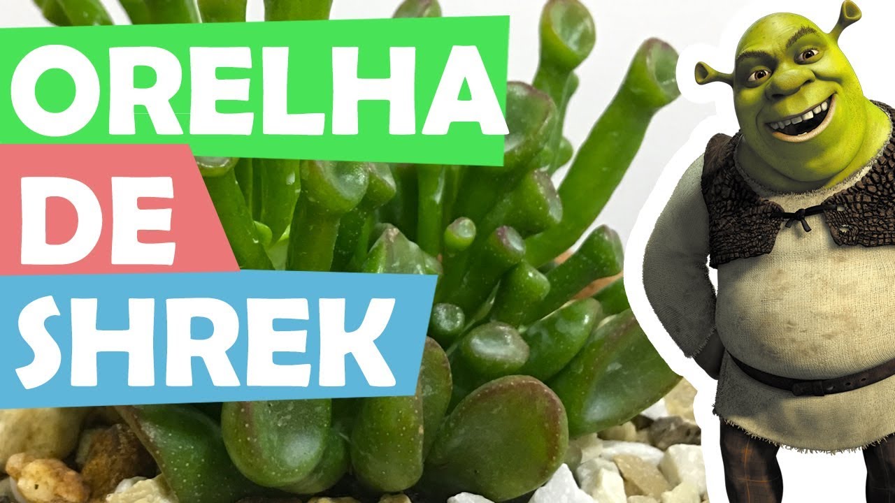 Replantando minha ORELHA DE SHREK e falando sobre ele!