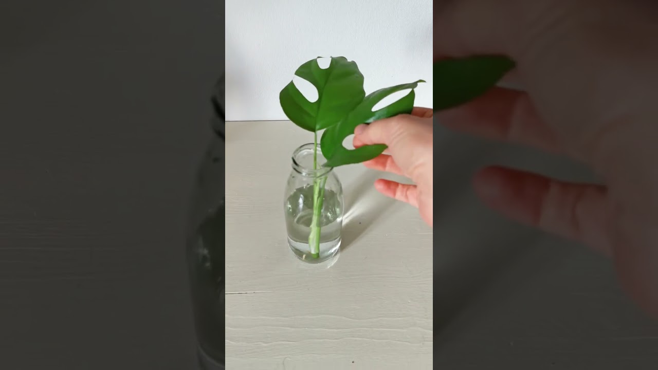 Pflanzen Tipp: Mini Monstera vermehren 
