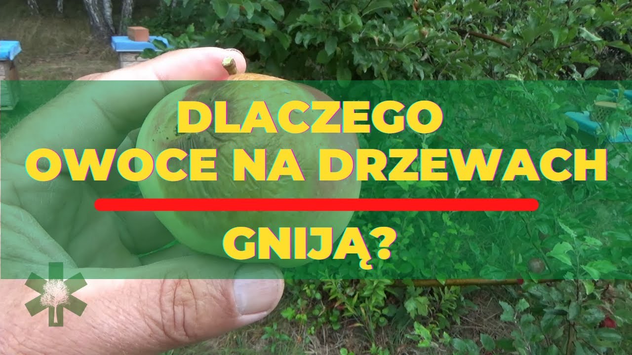 Dlaczego owoce na drzewach gniją?
