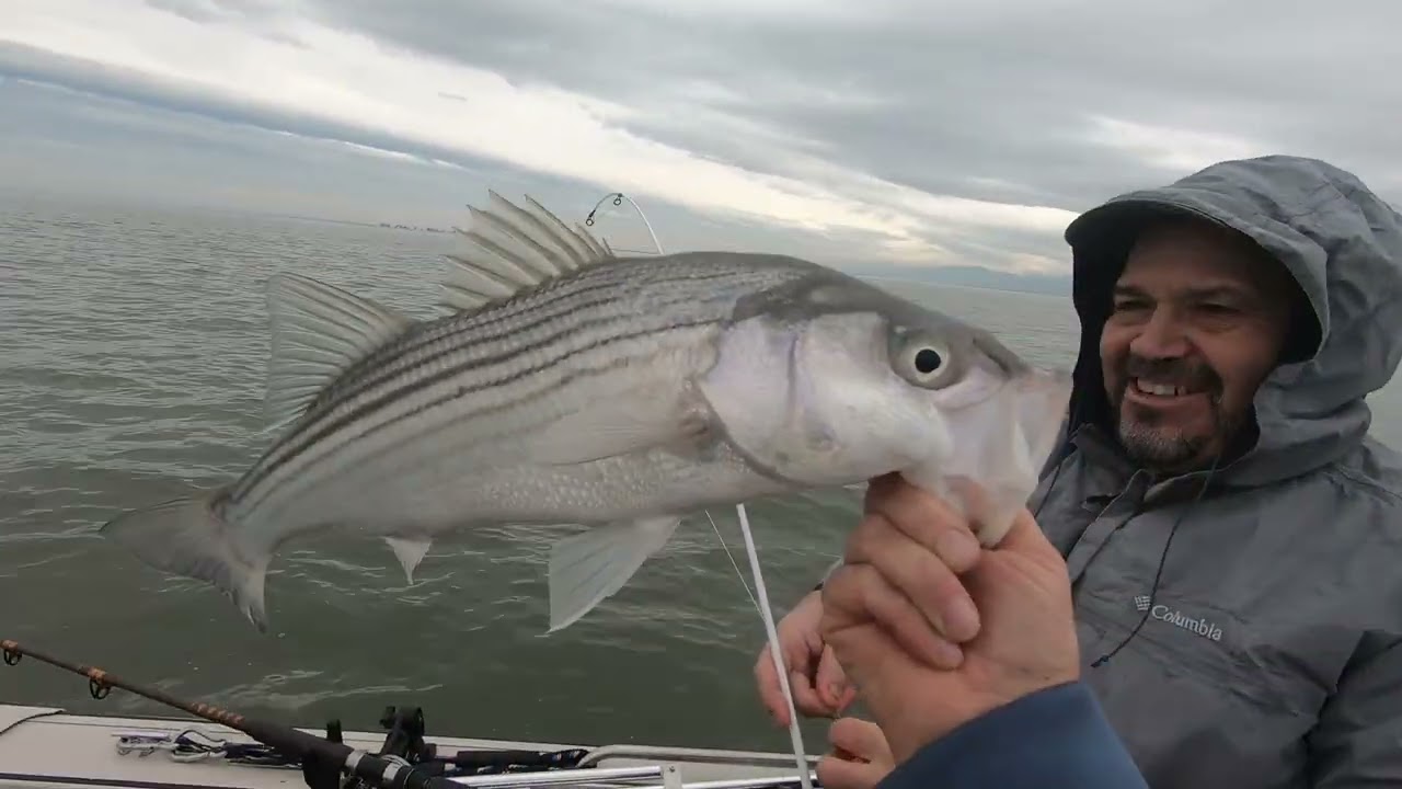 Ловля полосатого окуня и осетра в заливе Гризли 🎅 🐟 🦈