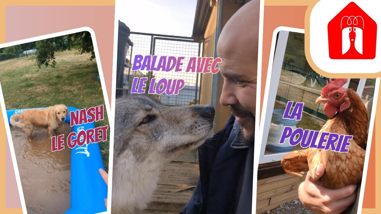 UNE BALADE AVEC DES CHIENS (ET UN CHIEN-LOUP) ! 🐶 Pension CHEZ MARTH' 87 #49