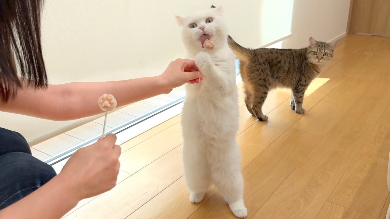 猫に手作りアイスを作ったらなんか伸びた…笑