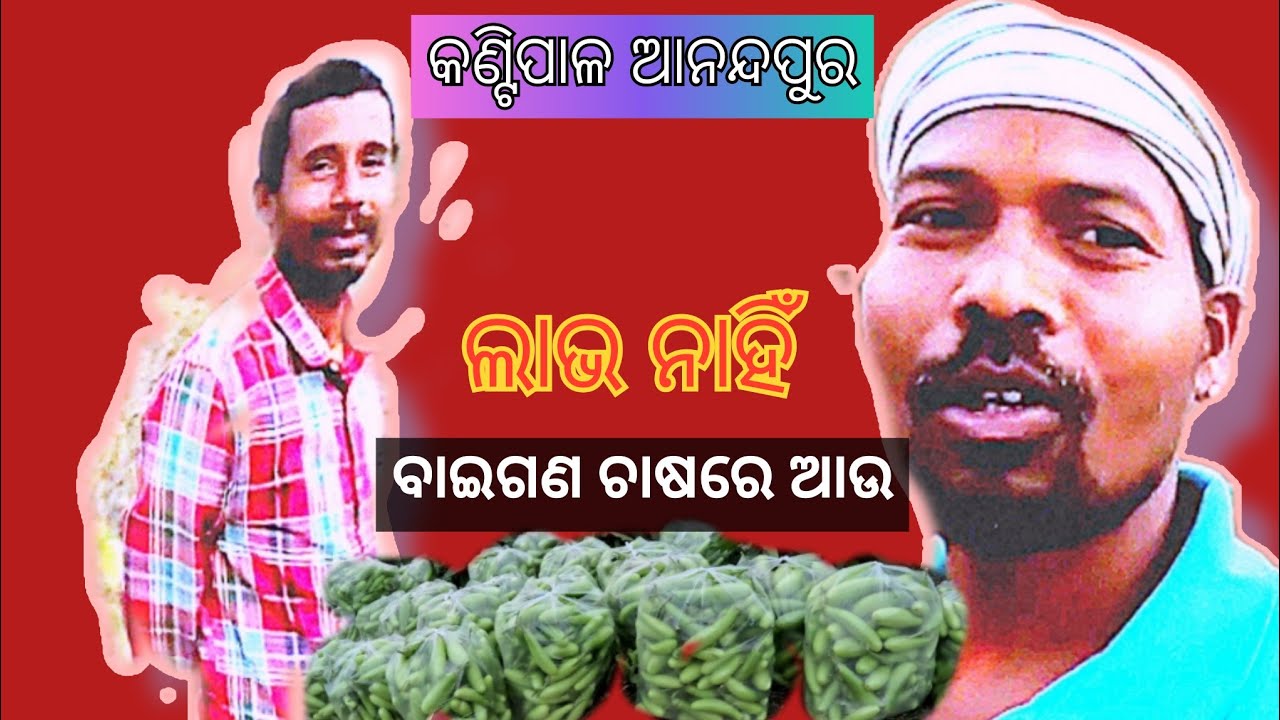 ଆନନ୍ଦପୁର ଆଉ ବାଇଗଣ ଚାଷରେ ଲାଭ ନାହିଁ 