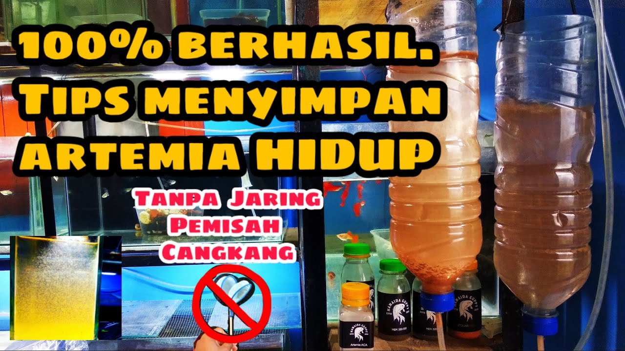 CARA MENETASKAN ARTEMIA & MENYIMPAN ARTEMIA TETAP HIDUP