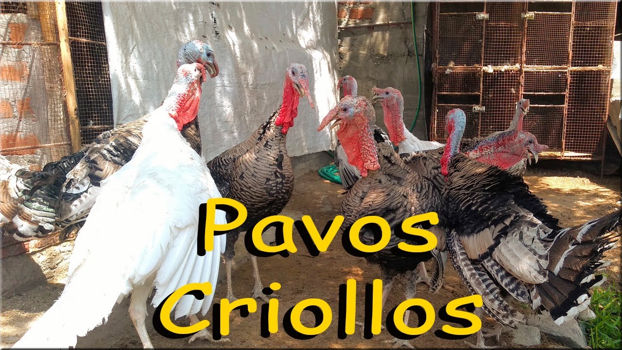 SACANDO A PASTEAR A NUESTROS PAVOS CRIOLLOS