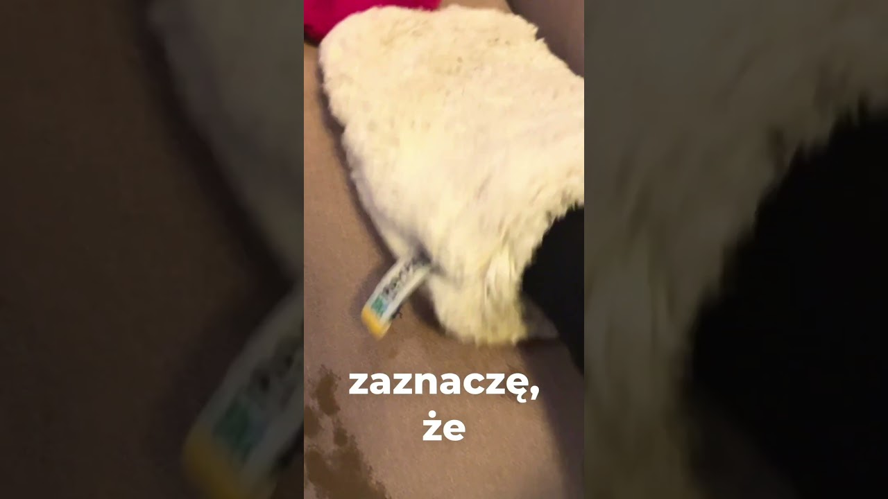 Pranie tapicerki jest łatwe i szybkie z rękawicą Biała Nova 💪🏻 i do tego bardzo oszczędne