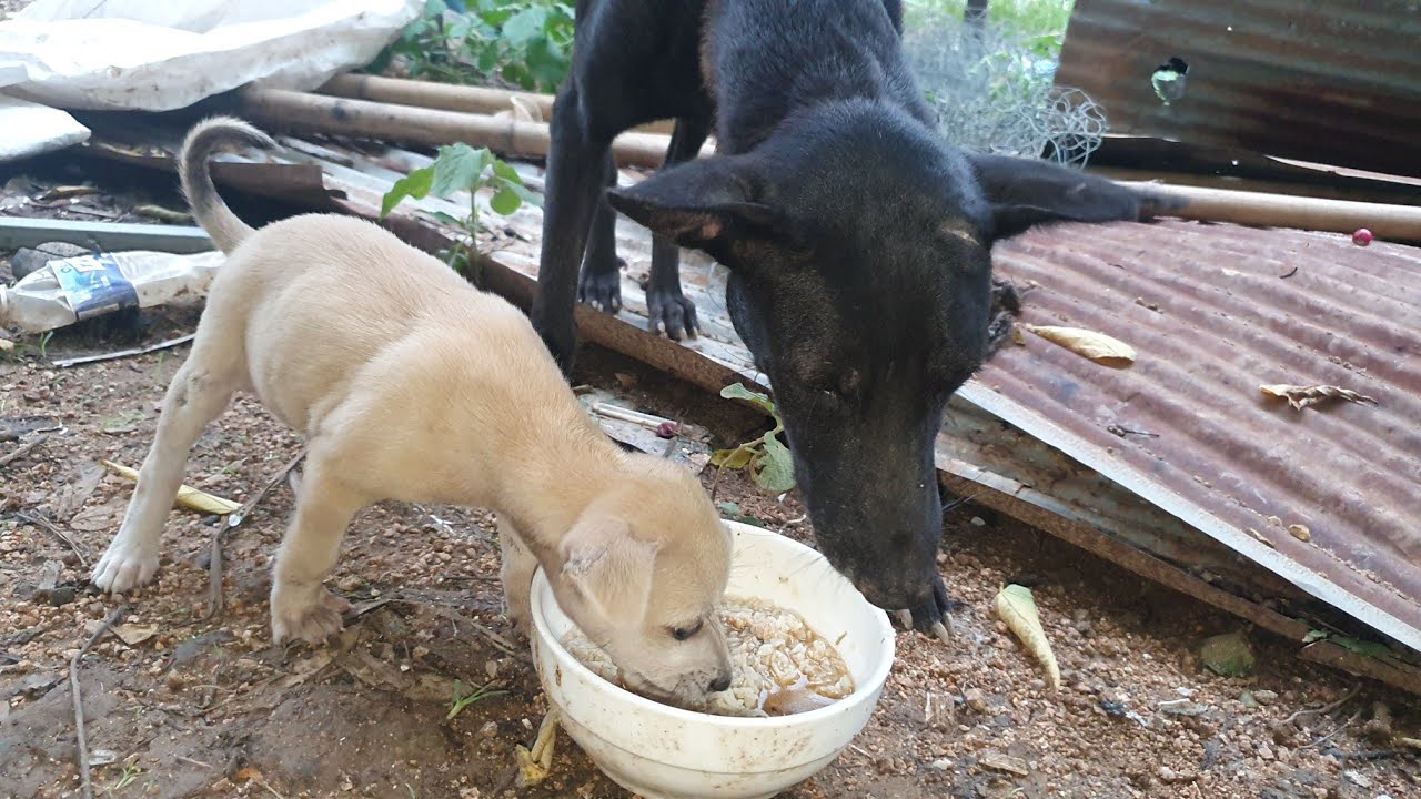 I Cooked a delicouis Chicken meat for Poor Puppy