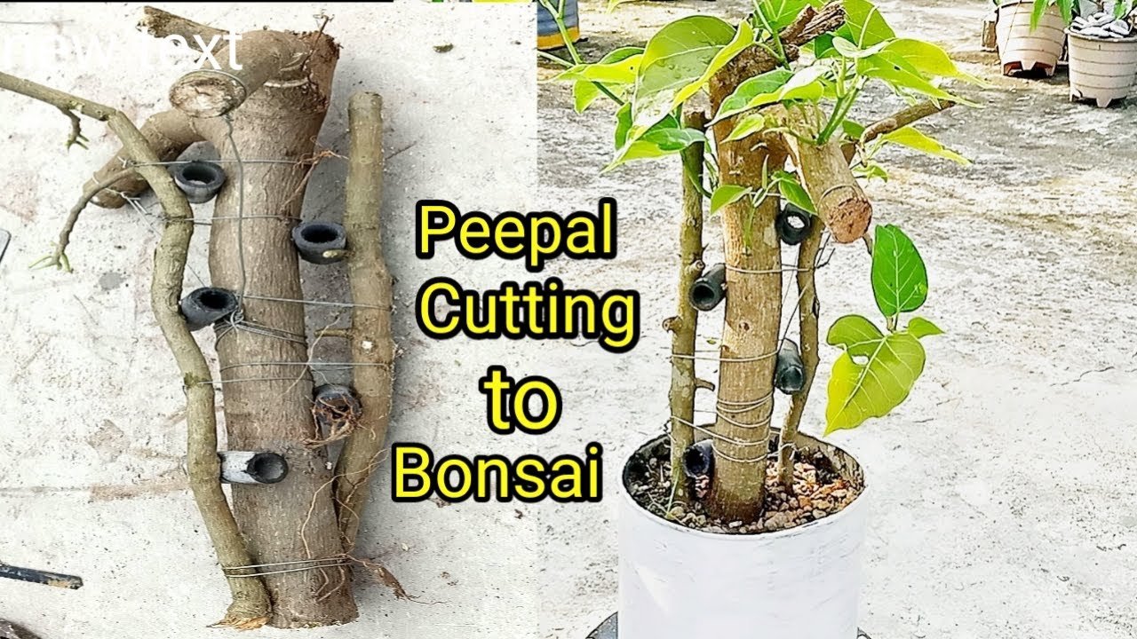 Peepal Cutting Bonsai
