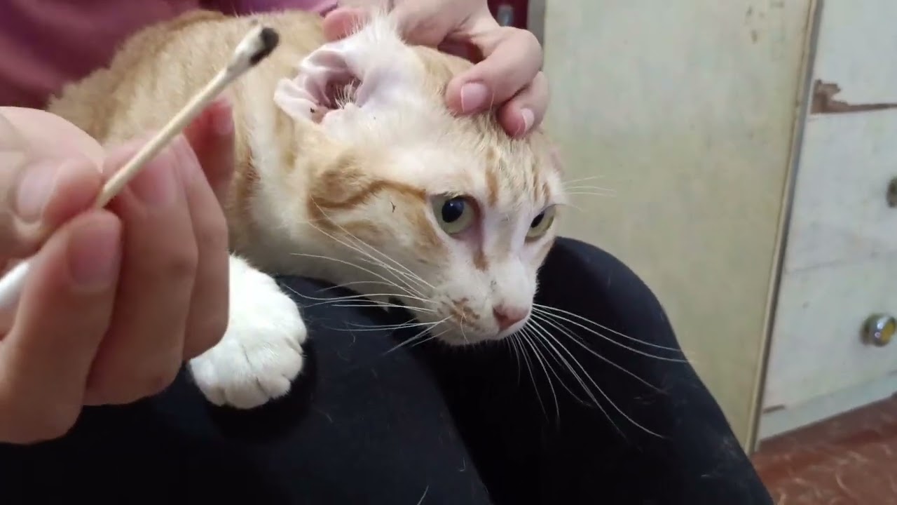 Cat Ear Cleaning indoor | Orange Cat Meow Family