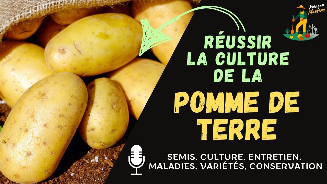 Réussir la culture de la pomme de terre dans votre potager