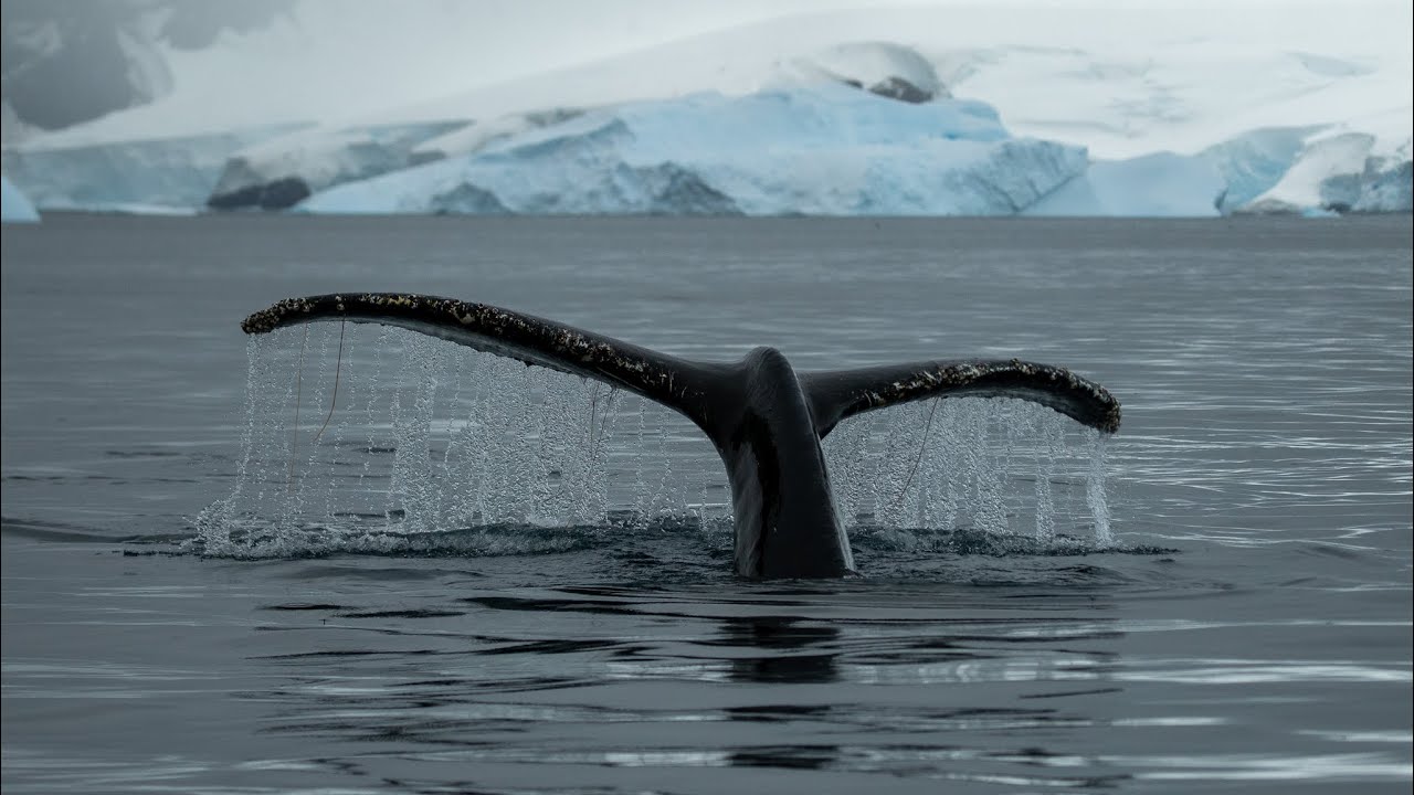 Antartica 2026: Fly the Drake