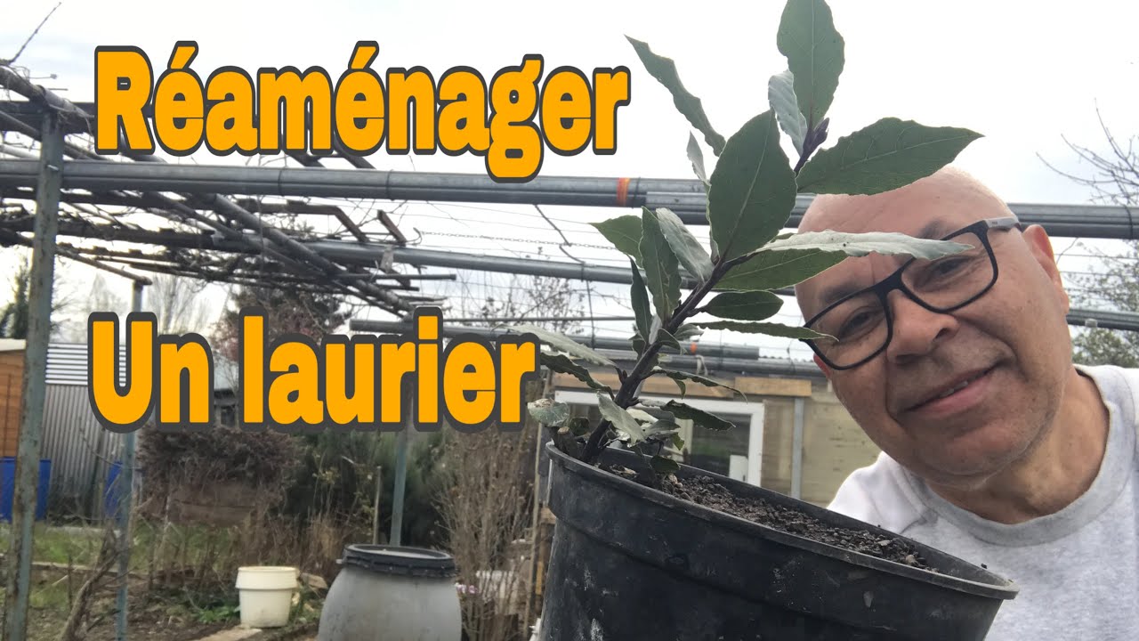 COMMENT REPLANTER UN LAURIER SAUCE