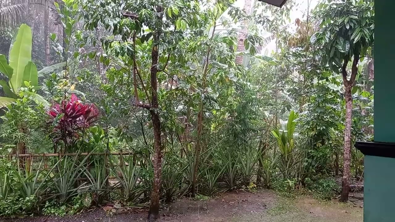 February rain sound relaxtion 30 minutes