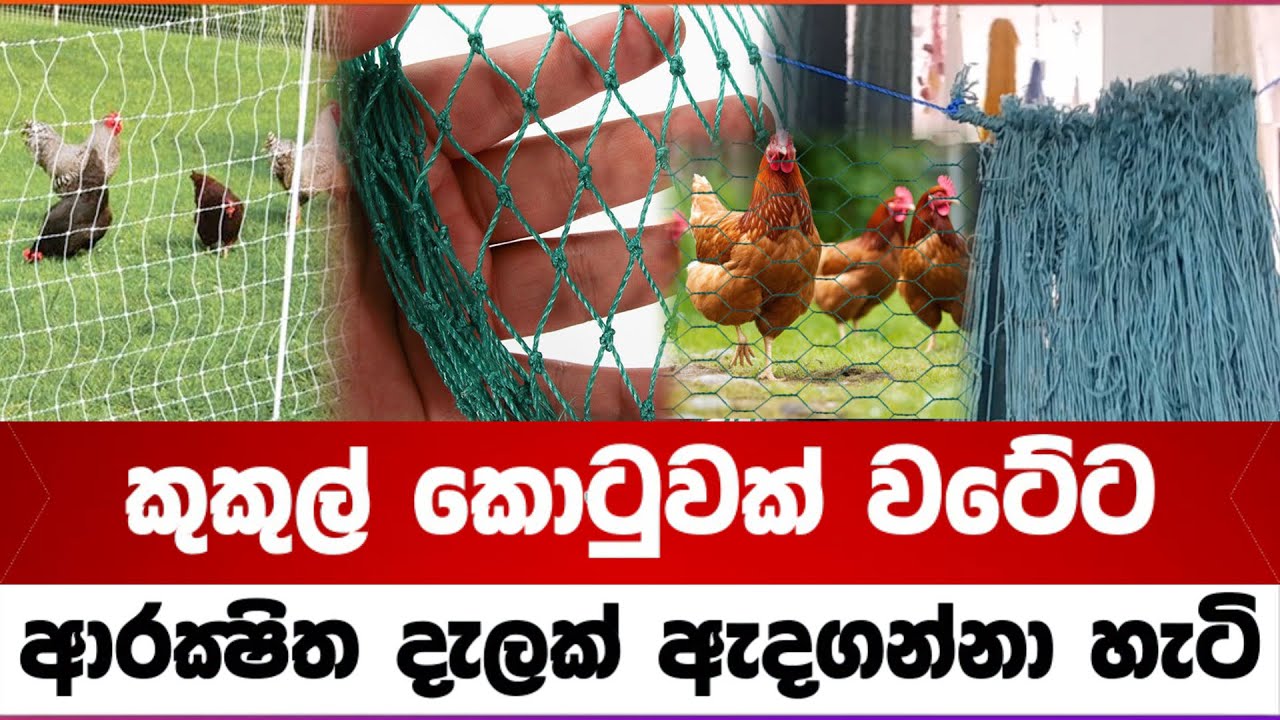 කුකුල් කොටුවක් වටේට ආරක්‍ෂිත දැලක් ඇදගන්නා හැටි#chiken #chicken #hen #net #srilanka #eggspecial