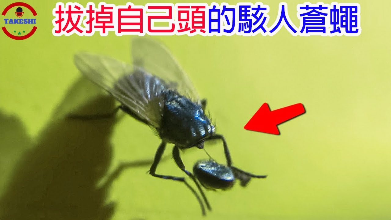 [TOP3]數個驚呆眾人的蒼蠅超能力與怪異舉動 | 蒼蠅也能潛水!? | 專門斬首敵人的恐怖蒼蠅