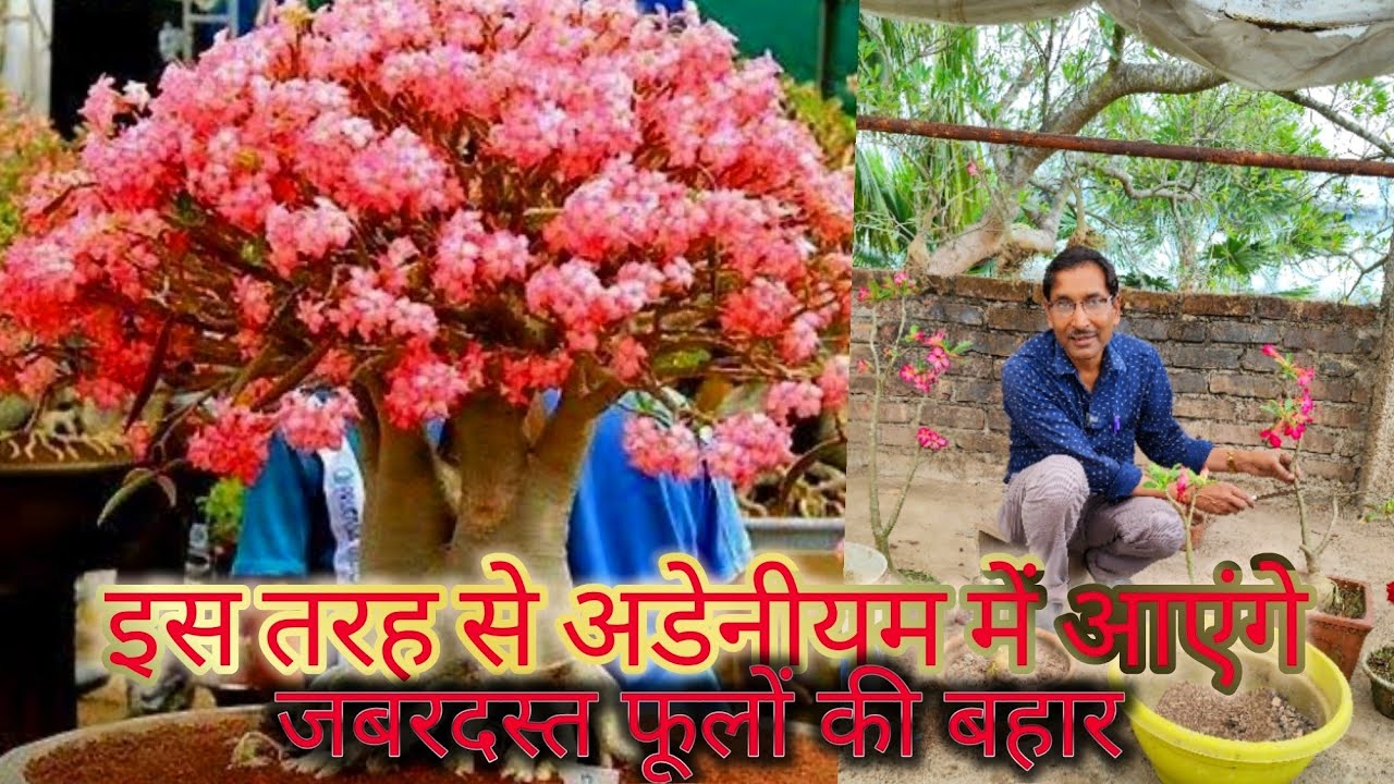 इस तरीके से एडेनियम में पाएंगे जबरदस्त फूलों की बहार / Adenium Huge Flowering Tips