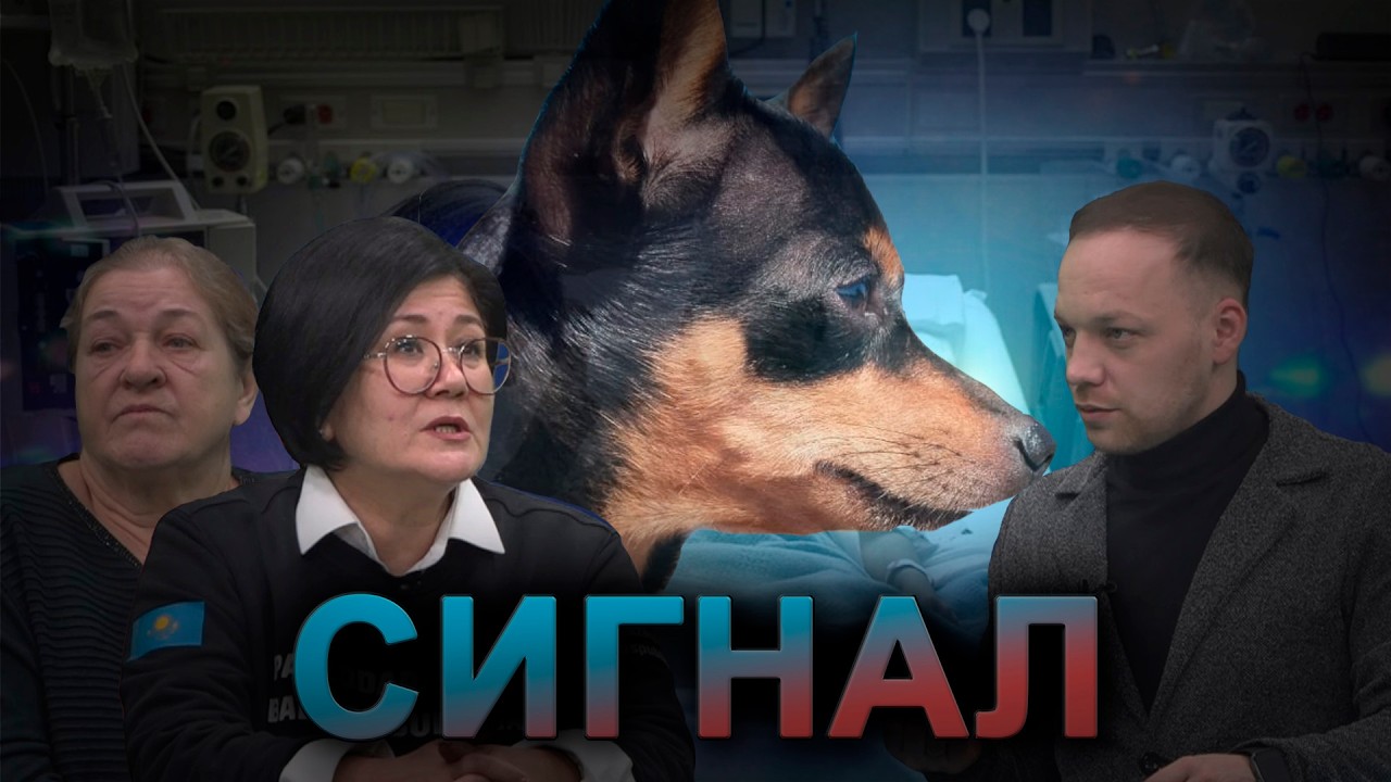 Сигнал. Прогулка с собакой обернулась больницей для школьницы. 20.02.2026