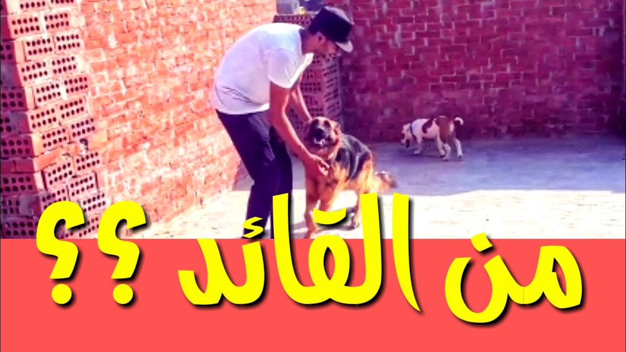 اخطاء فادحه تنهي شخصيتك امام الكلب لا تعرفها