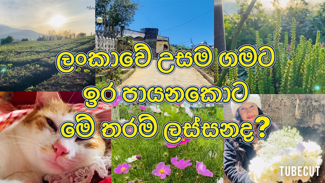 නුවරඑලියේ ආවම මේ ලස්සන ගමටත් ඇවිල්ලම යන්න💛. රුපියල් 60යි වියදම යන්නේ 🚌 මේ ලංකාවේ උසම ගම 💚