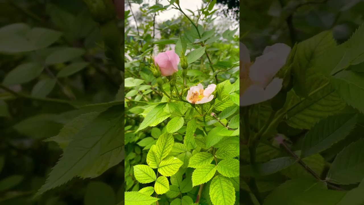 шиповник rosa canina 