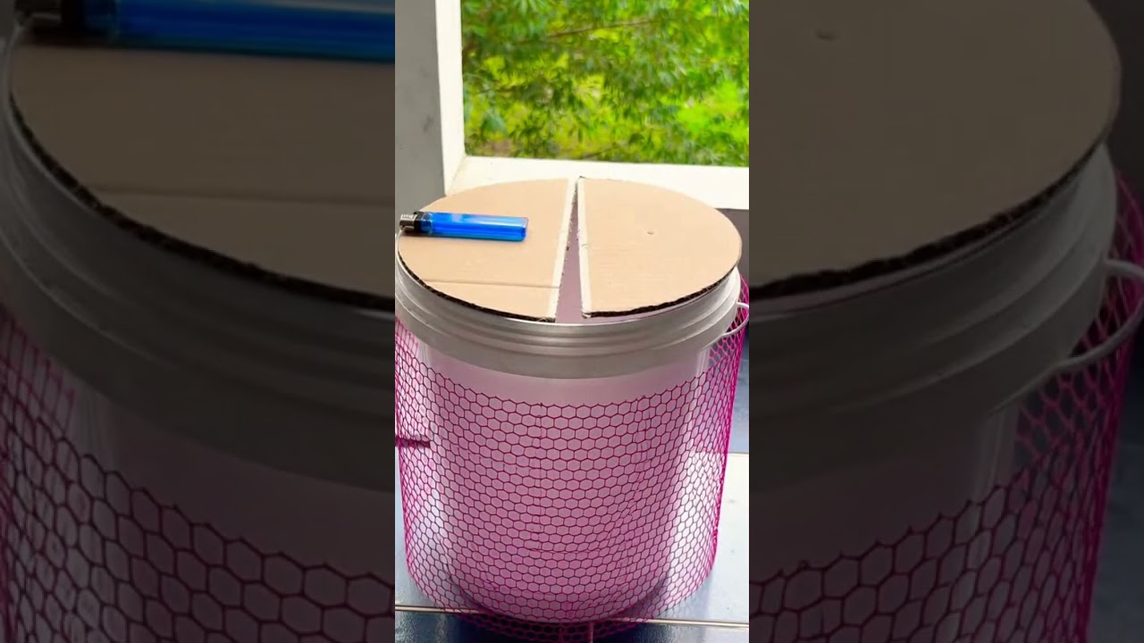 Funny! Rice bait trick so simple, mice fall for it every time 