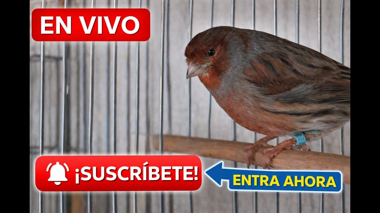 Canario Cantando en Vivo 🐤🎶 | Sonido Relajante de Canario en su Jaula @TITOCANARIO