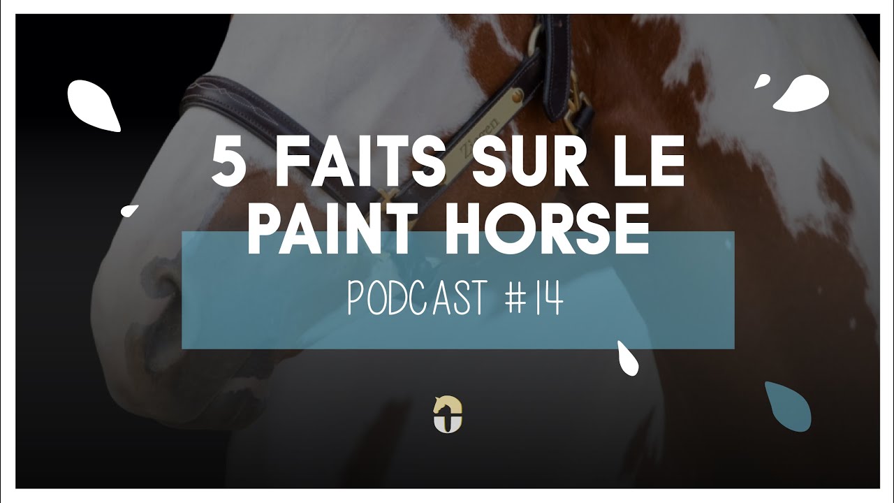5 faits sur le Paint Horse