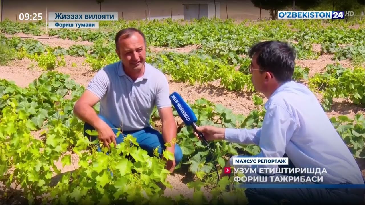 Uzum ko'chat yetishtirish agrotexnikasi. #ekinlar #hosil #agrohayot