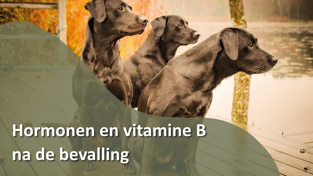 HORMONEN EN VITAMINE B NA DE BEVALLING - Honden TV S02E02