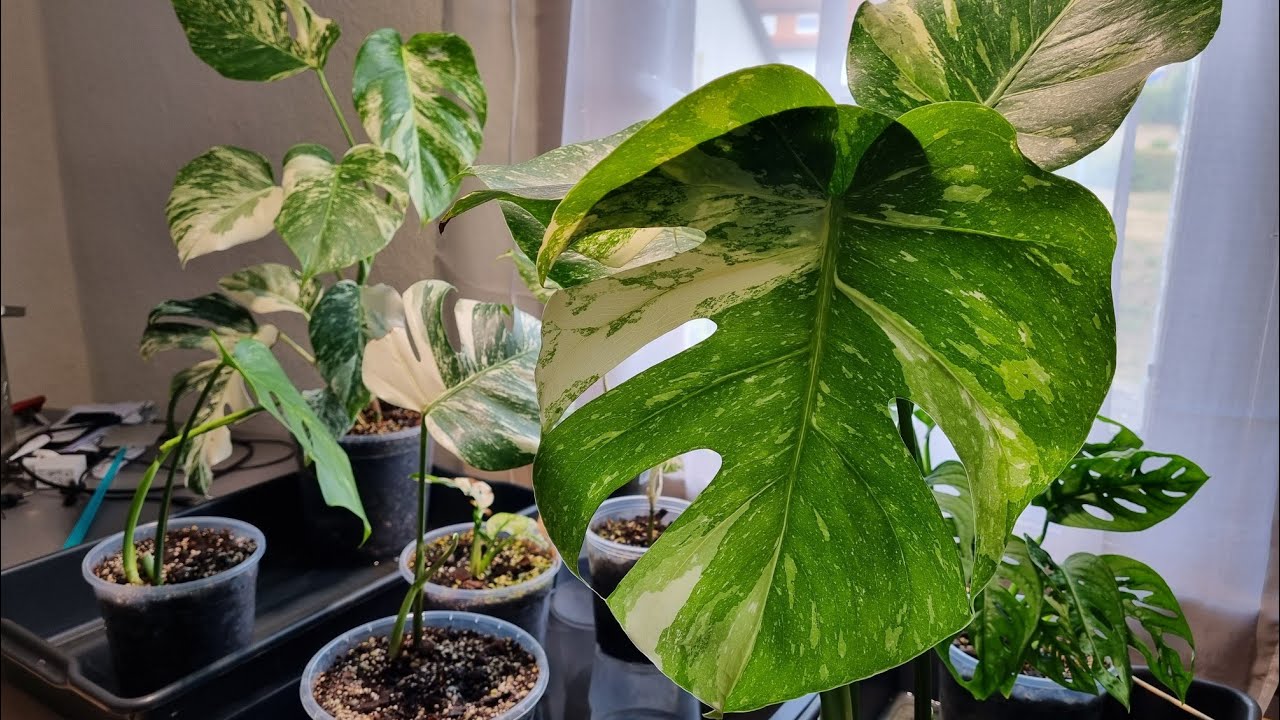 Fazit, nach einer Woche zusatz Pflanzenlampe für Monstera -Deliciosa Variegata & Thai Constellation