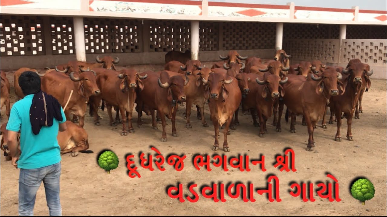 वटेश्वर गीर गाय गौ शाळा जय वडवाळा ॥ વટેશ્વર ગીર ગાય ગૌ શાળા, વડવાળા ॥ Dudhrej vadwala || VADVALA DEV