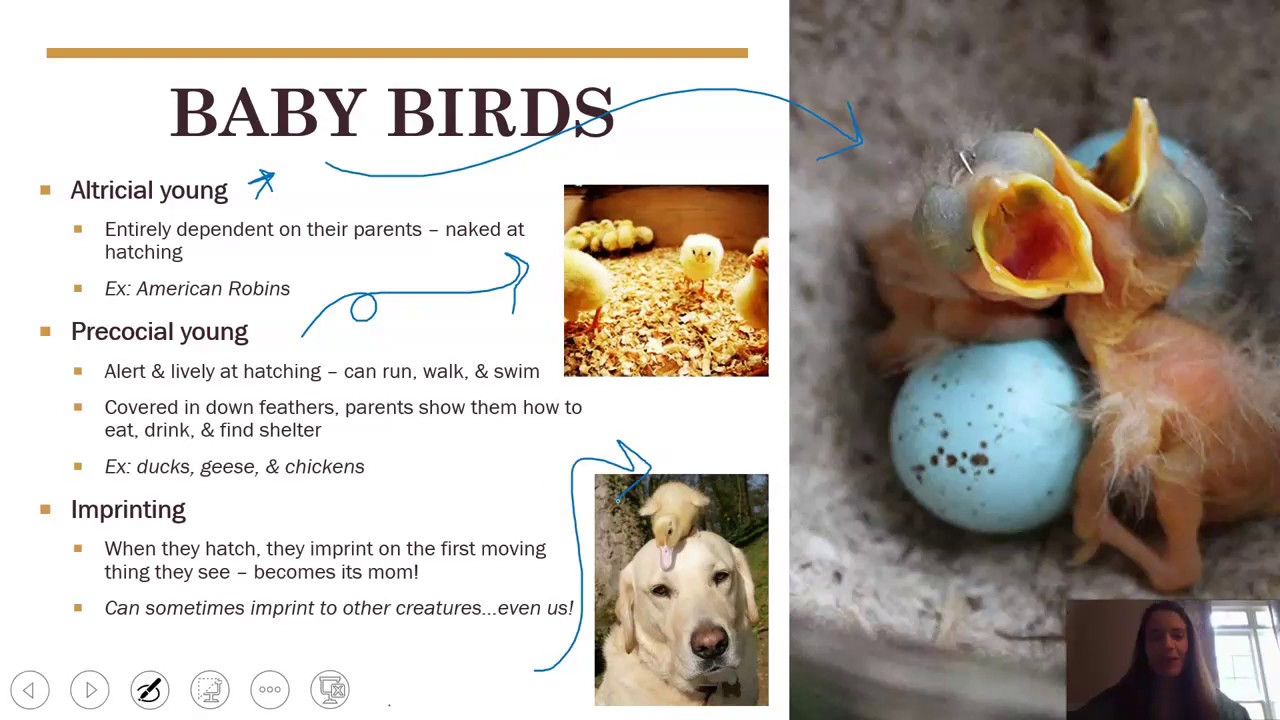 Birds (updated)