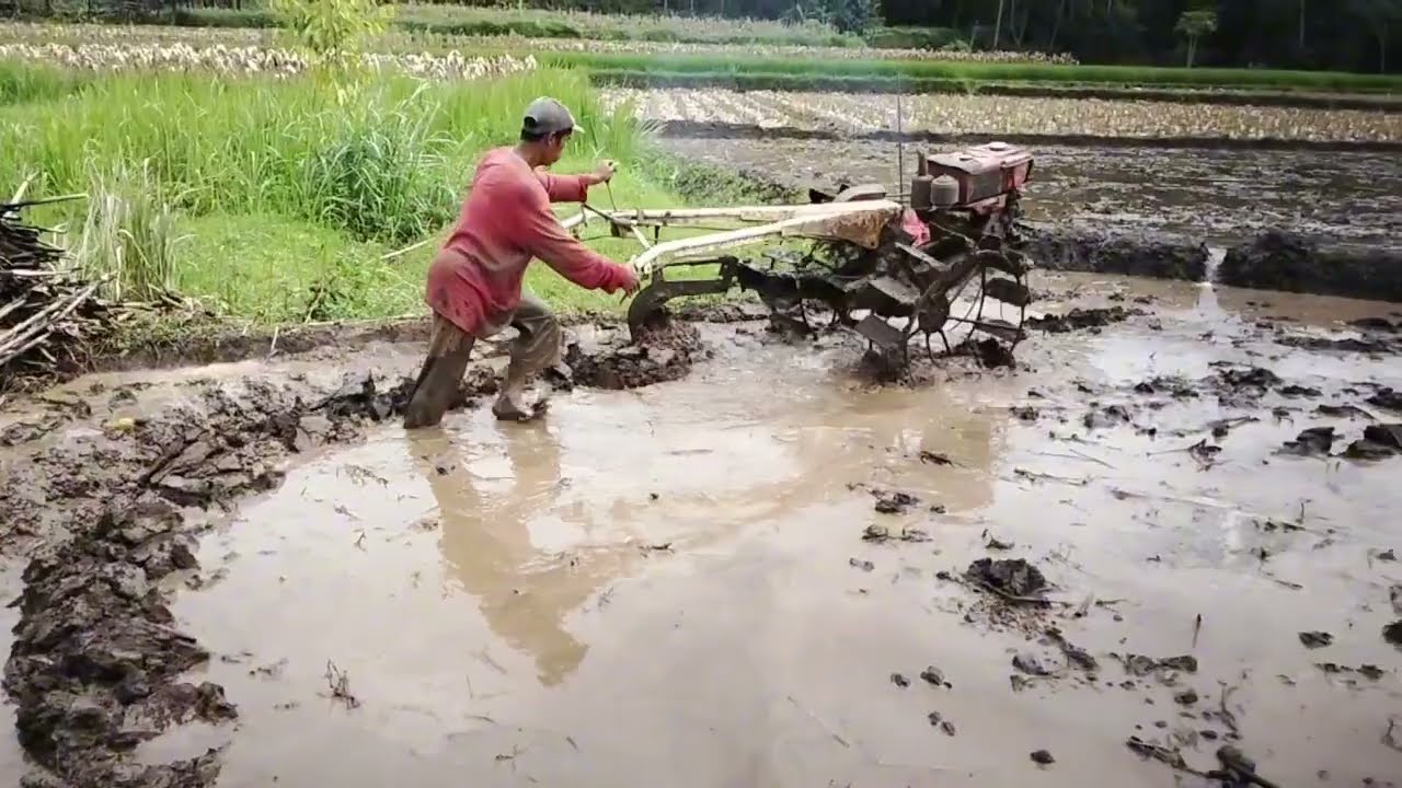 Real Rice Farming Process | Plowing Wet Fields with Walking Tractor#ricefarming #ruralagriculture 