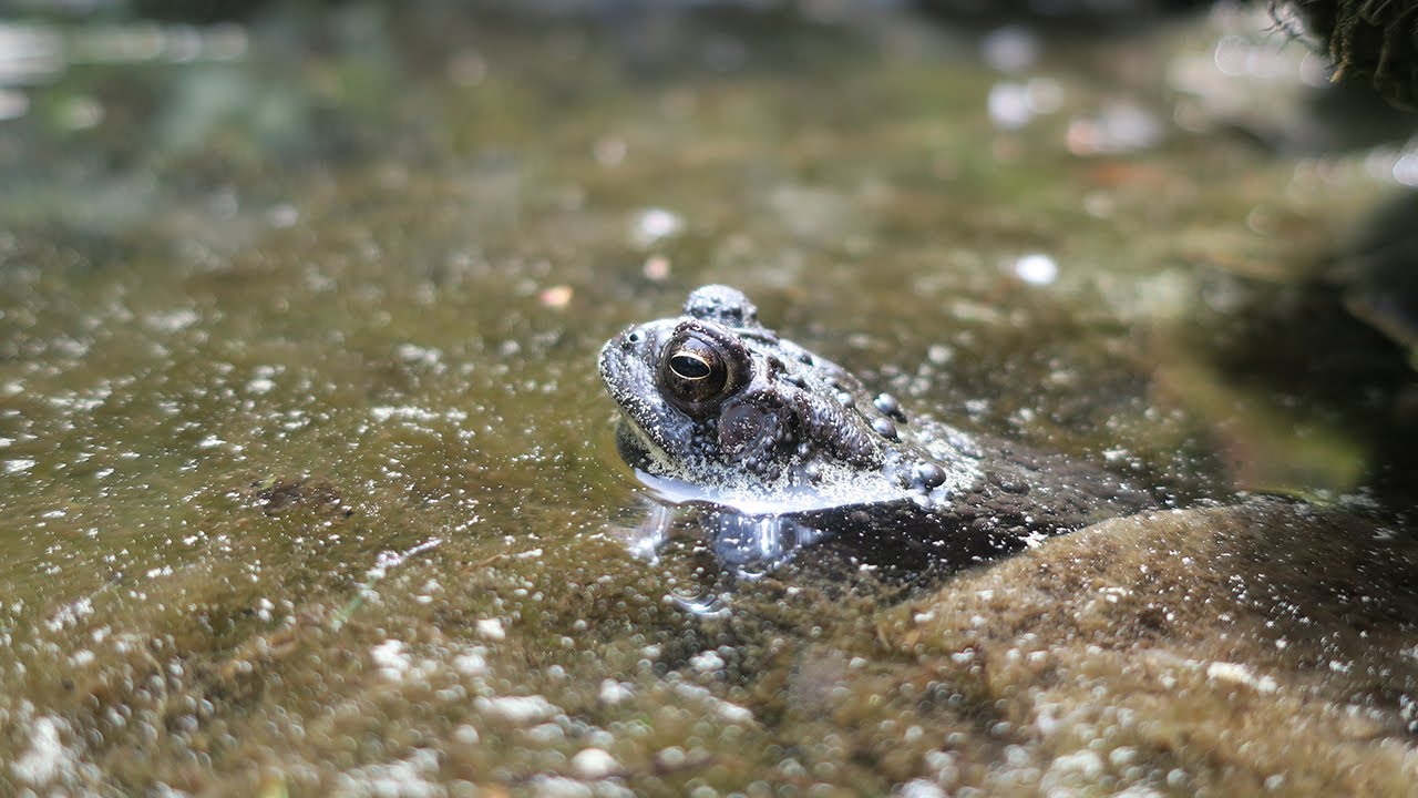 The Life Cycle of a Toad