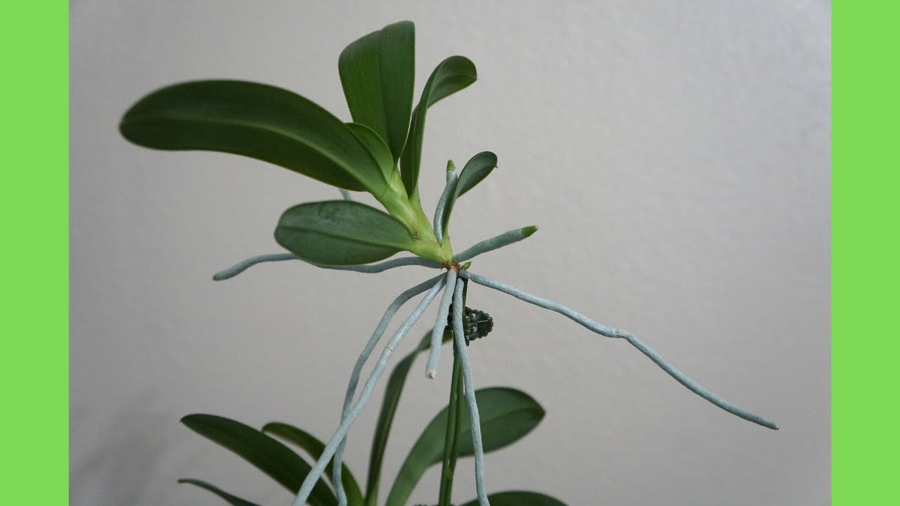 Orchid Keiki and Orchid Roots Update | Phal pulchra | Species | Orchid Growing Care Tips