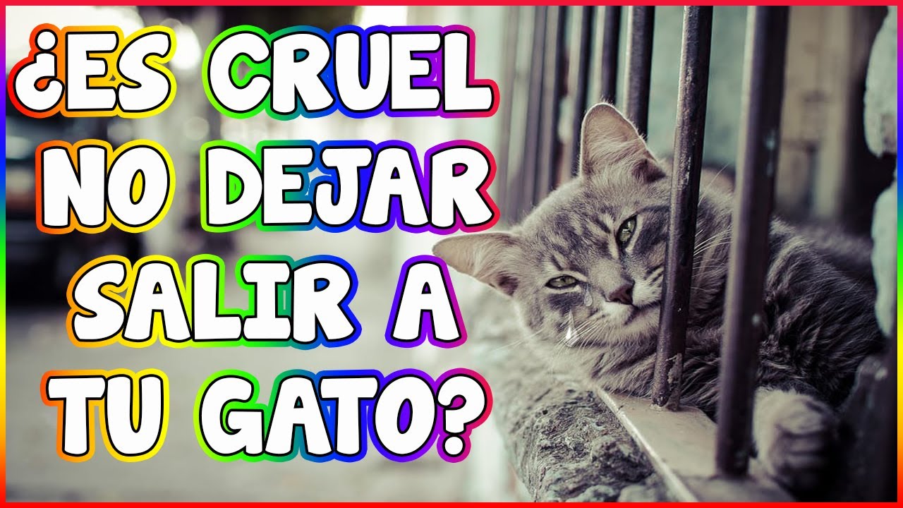 ¿Es Cruel Mantener A Un Gato En EL Interior? - SiamCatChannel