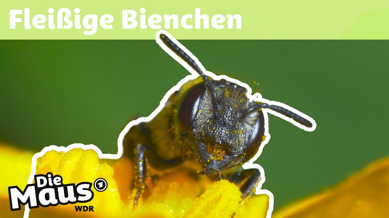 Warum sammeln Bienen Pollen? | DieMaus | WDR